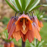 Fritillaria 'William Rex' (crown imperial) - Harding & Bloom