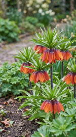 Fritillaria 'William Rex' (crown imperial) - Harding & Bloom
