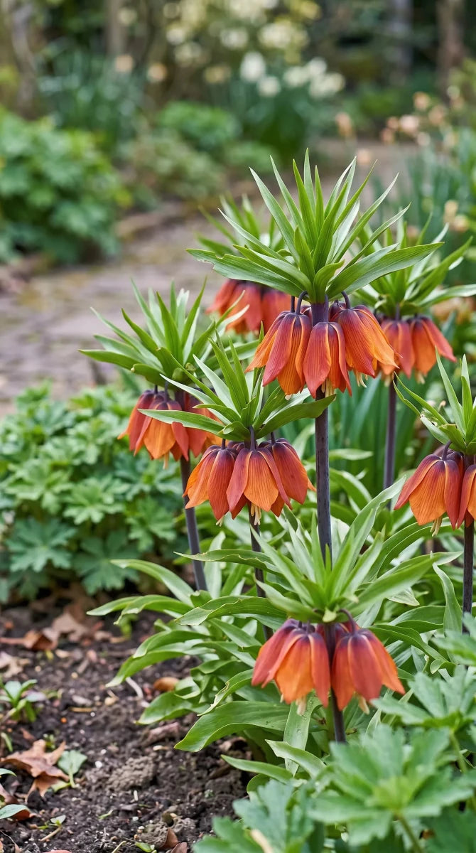 Fritillaria 'William Rex' (crown imperial) - Harding & Bloom