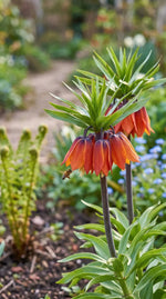 Fritillaria 'William Rex' (crown imperial) - Harding & Bloom