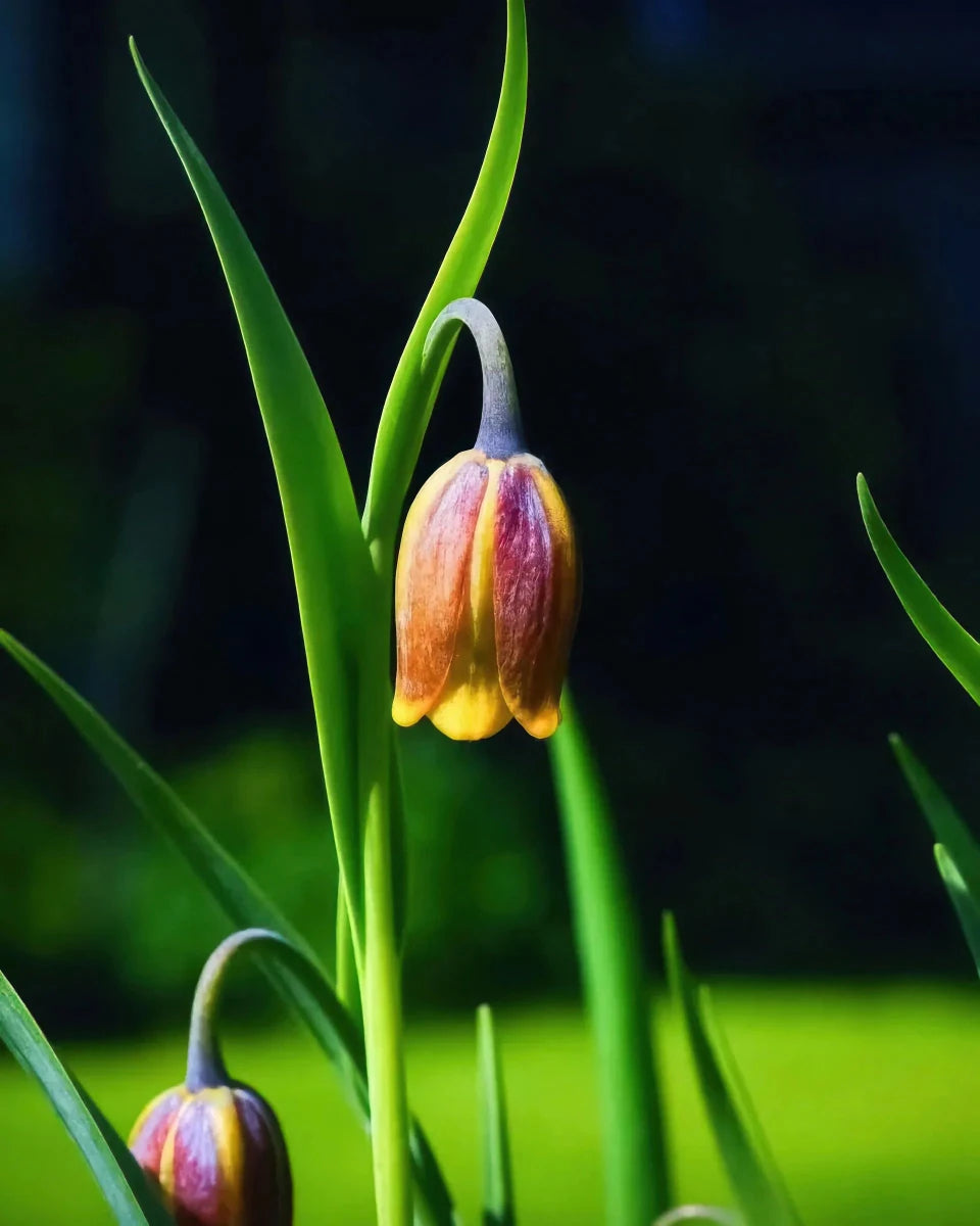 Fritillaria 'uva-vulpis' (Fox's grape fritillary) - Harding & Bloom