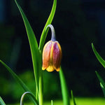 Fritillaria 'uva-vulpis' (Fox's grape fritillary) - Harding & Bloom