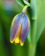 Fritillaria 'uva-vulpis' (Fox's grape fritillary) - Harding & Bloom