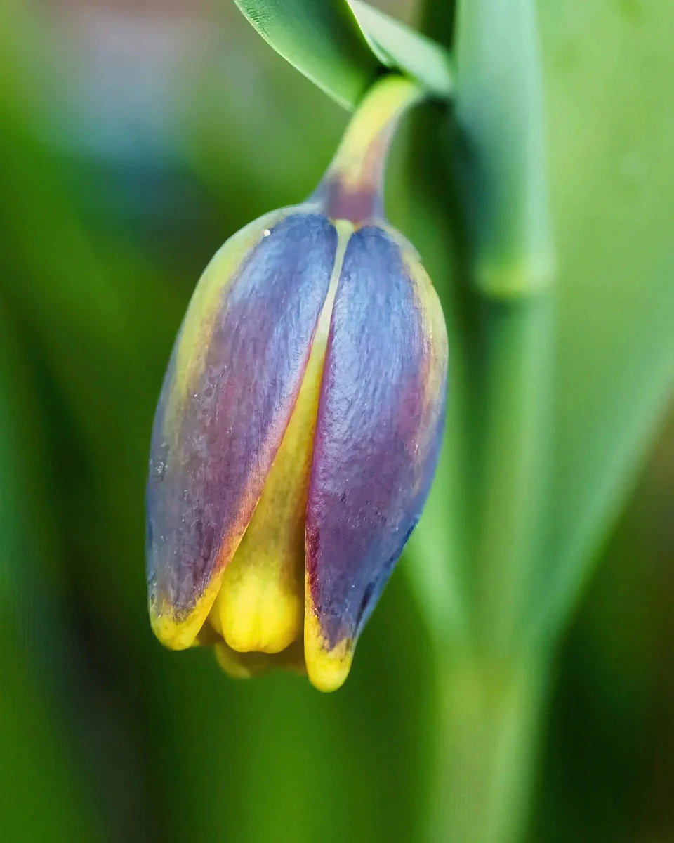Fritillaria 'uva-vulpis' (Fox's grape fritillary) - Harding & Bloom