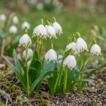 Leucojum 'aestivum' (summer snowflake) - Harding & Bloom