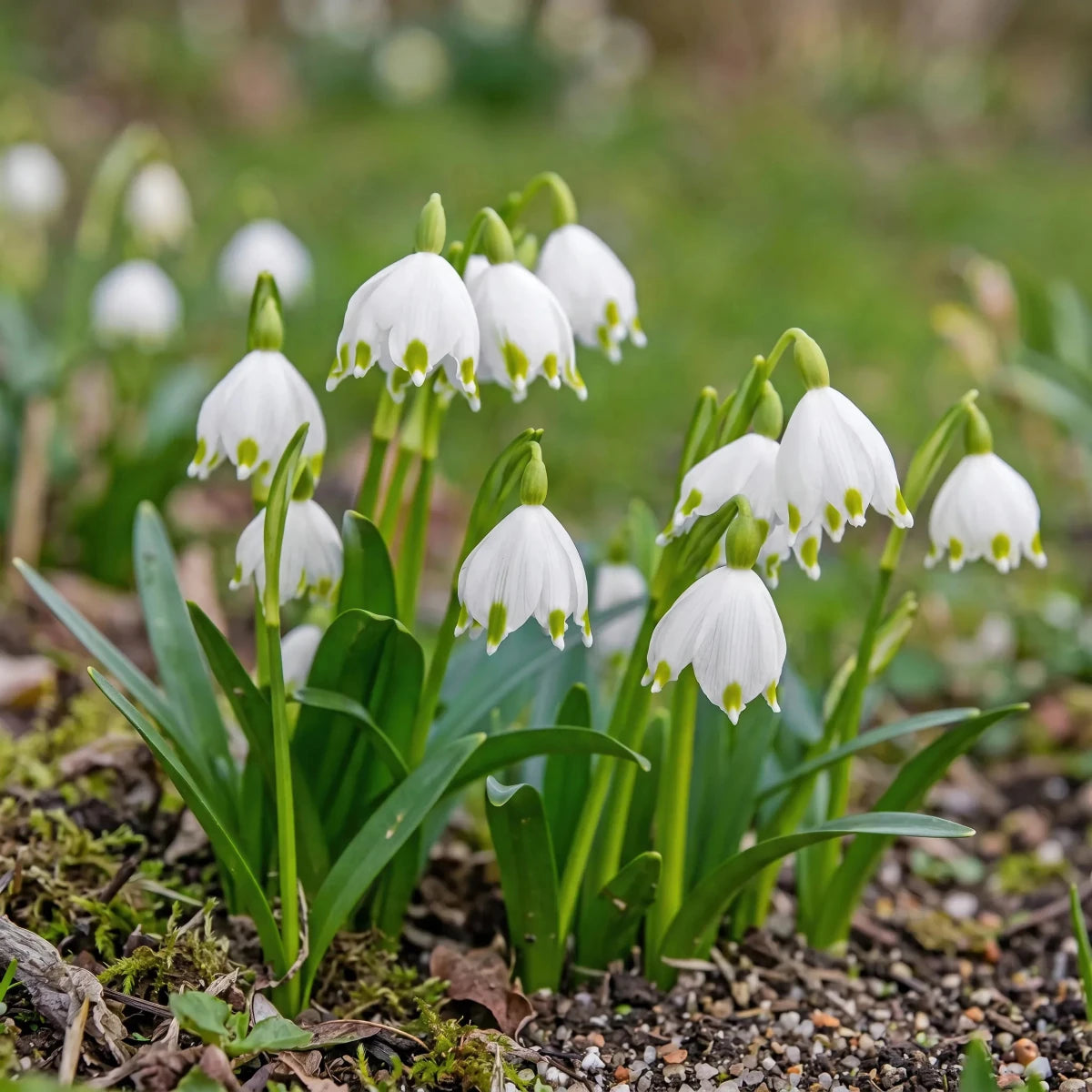 Leucojum 'aestivum' (summer snowflake) - Harding & Bloom
