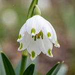 Leucojum 'aestivum' (summer snowflake) - Harding & Bloom