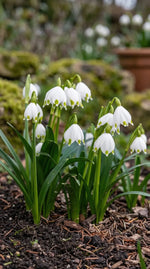 Leucojum 'aestivum' (summer snowflake) - Harding & Bloom