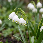 Leucojum 'aestivum' (summer snowflake) - Harding & Bloom