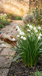 Leucojum 'aestivum' (summer snowflake) - Harding & Bloom