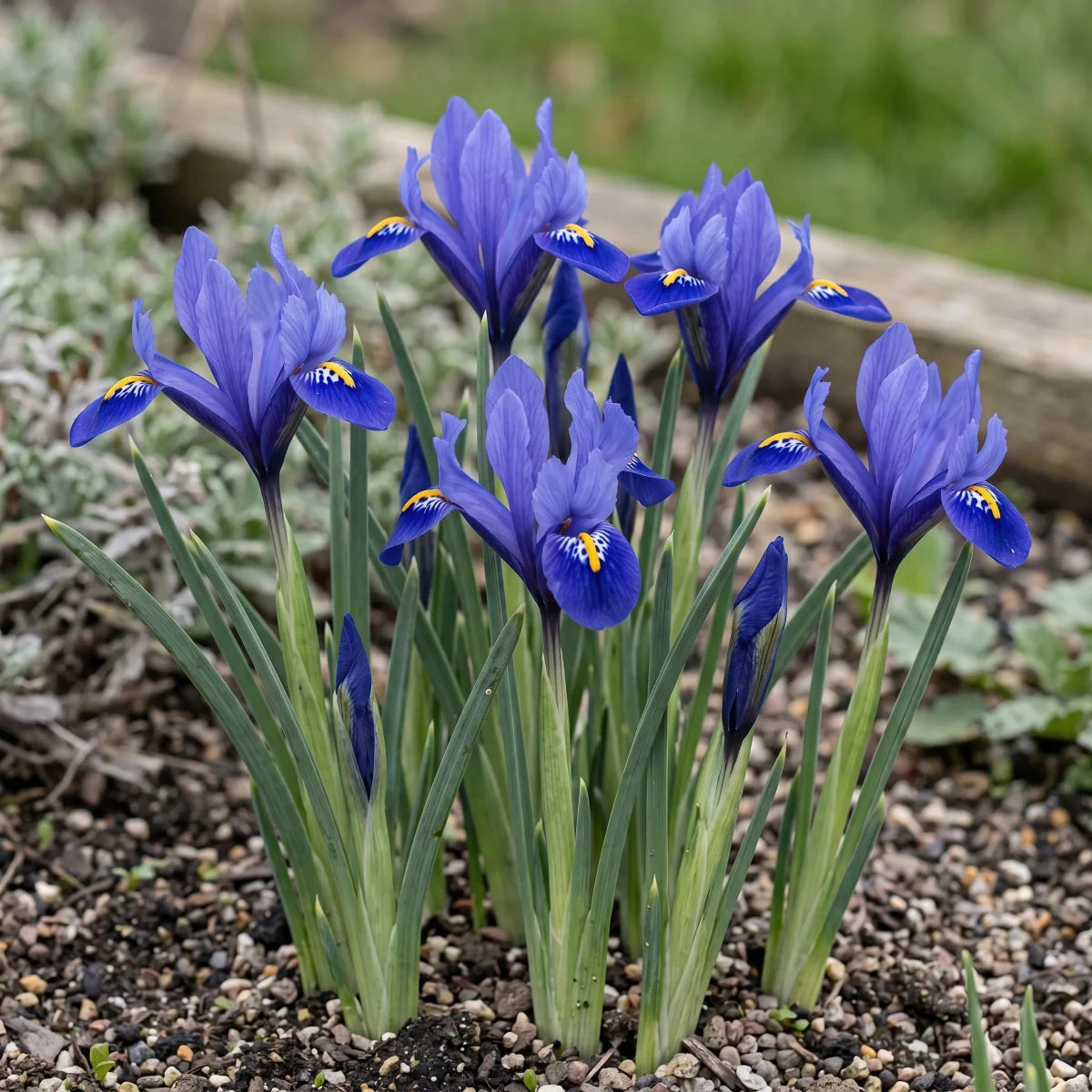 Iris 'Harmony' (Dwarf iris; Reticulata iris) - Harding & Bloom