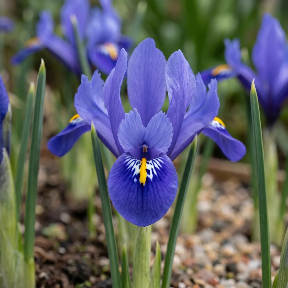 Iris 'Harmony' (Dwarf iris; Reticulata iris) - Harding & Bloom