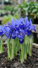Iris 'Harmony' (Dwarf iris; Reticulata iris) - Harding & Bloom