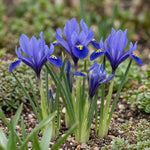 Iris 'Harmony' (Dwarf iris; Reticulata iris) - Harding & Bloom