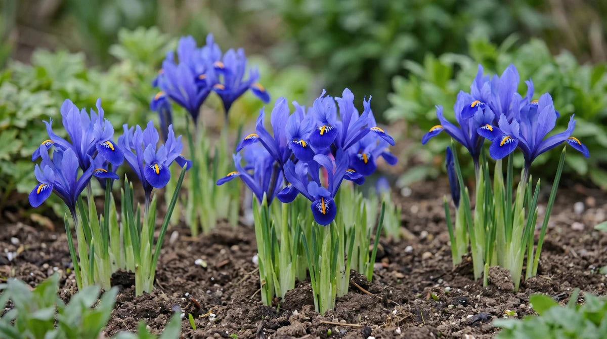 Iris 'Harmony' (Dwarf iris; Reticulata iris) - Harding & Bloom