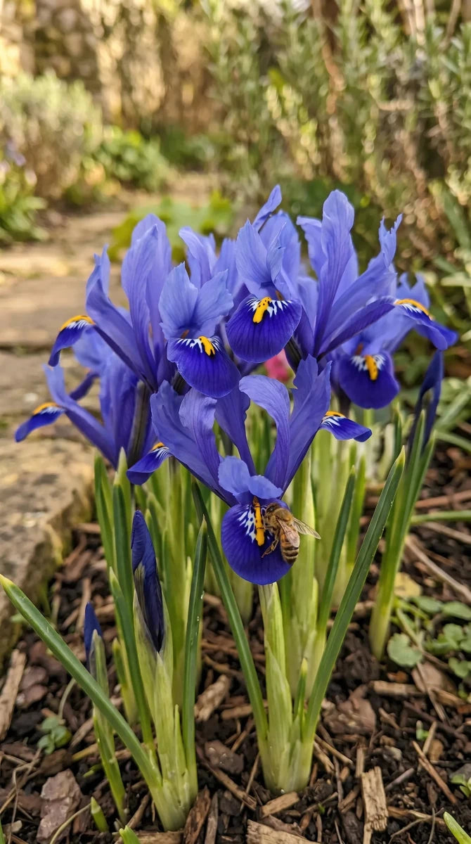 Iris 'Harmony' (Dwarf iris; Reticulata iris) - Harding & Bloom