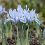 Iris 'Blue Planet' (Reticulata) - Harding & Bloom
