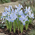 Iris 'Blue Planet' (Reticulata) - Harding & Bloom