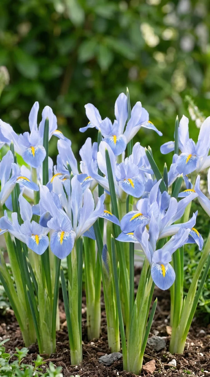 Iris 'Blue Planet' (Reticulata) - Harding & Bloom