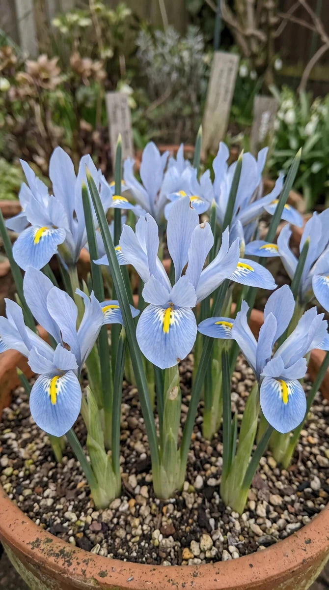 Iris 'Blue Planet' (Reticulata) - Harding & Bloom