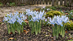 Iris 'Blue Planet' (Reticulata) - Harding & Bloom