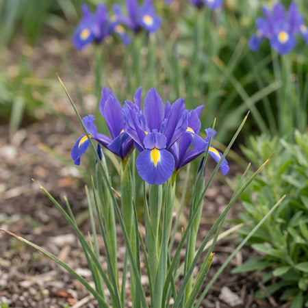 Iris 'Blue Magic' (Dutch iris) - Harding & Bloom