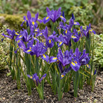 Iris 'Blue Magic' (Dutch iris) - Harding & Bloom