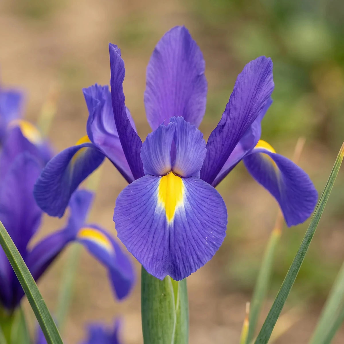 Iris 'Blue Magic' (Dutch iris) - Harding & Bloom
