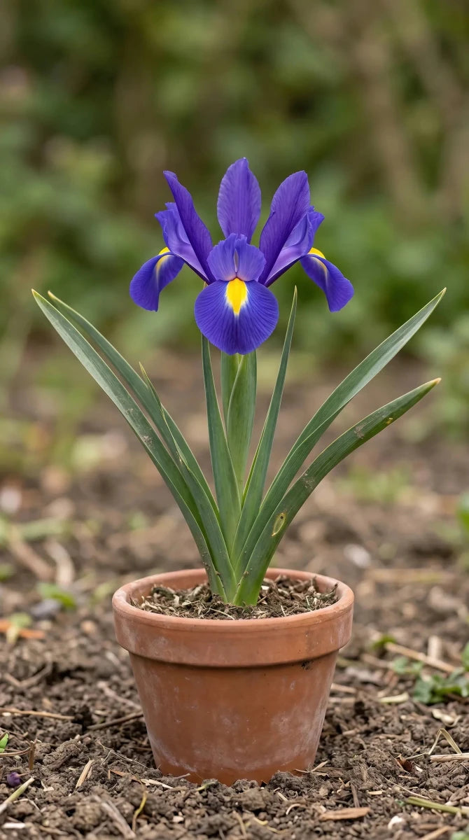 Iris 'Blue Magic' (Dutch iris) - Harding & Bloom