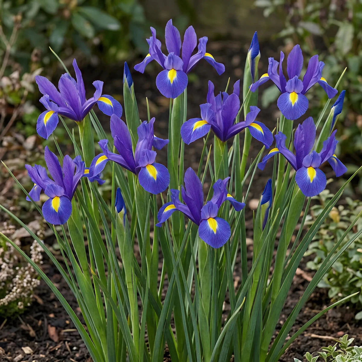 Iris 'Blue Magic' (Dutch iris) - Harding & Bloom