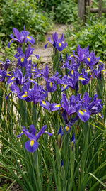 Iris 'Blue Magic' (Dutch iris) - Harding & Bloom