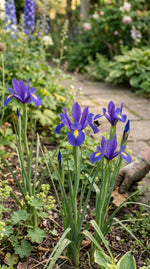 Iris 'Blue Magic' (Dutch iris) - Harding & Bloom