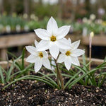 Ipheion 'Alberto Castillo' (starflower) - Harding & Bloom