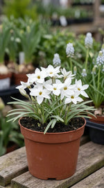 Ipheion 'Alberto Castillo' (starflower) - Harding & Bloom