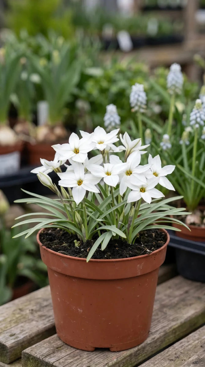 Ipheion 'Alberto Castillo' (starflower) - Harding & Bloom