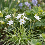 Ipheion 'Alberto Castillo' (starflower) - Harding & Bloom
