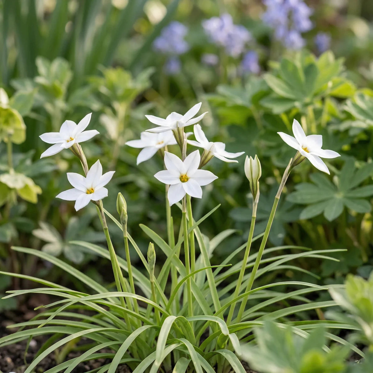 Ipheion 'Alberto Castillo' (starflower) - Harding & Bloom