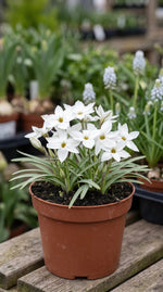 Ipheion 'Alberto Castillo' (starflower) - Harding & Bloom