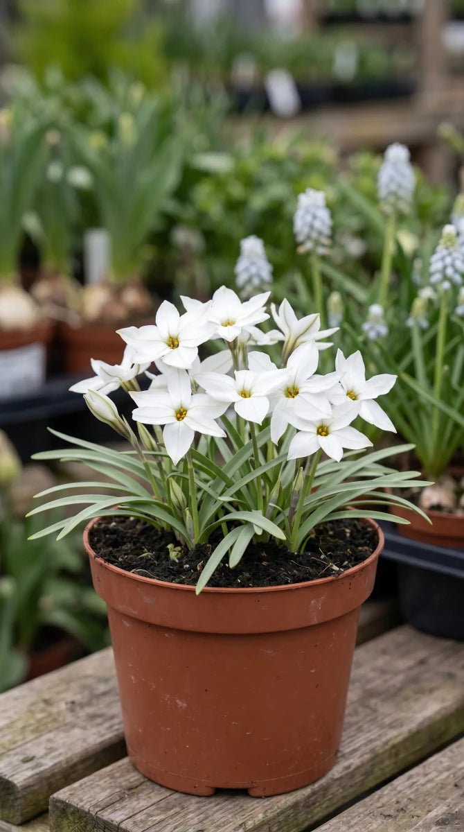 Ipheion 'Alberto Castillo' (starflower) - Harding & Bloom