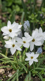 Ipheion 'Alberto Castillo' (starflower) - Harding & Bloom