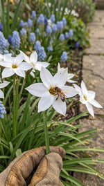 Ipheion 'Alberto Castillo' (starflower) - Harding & Bloom