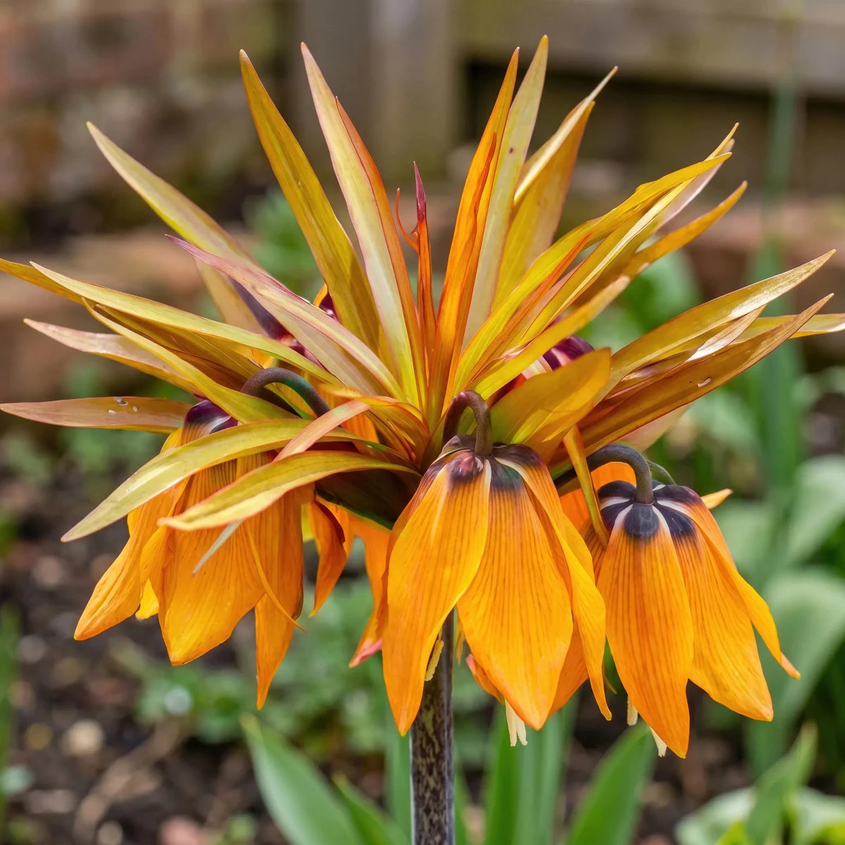 Fritillaria 'Sunset' (fritillary) - Harding & Bloom