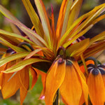 Fritillaria 'Sunset' (fritillary) - Harding & Bloom
