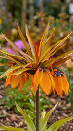 Fritillaria 'Sunset' (fritillary) - Harding & Bloom