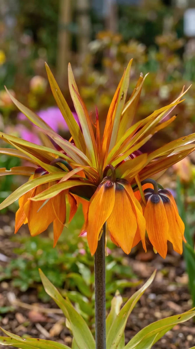 Fritillaria 'Sunset' (fritillary) - Harding & Bloom