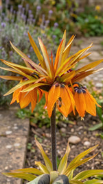 Fritillaria 'Sunset' (fritillary) - Harding & Bloom