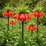Fritillaria 'Rubra' (crown imperial 'Rubra) - Harding & Bloom