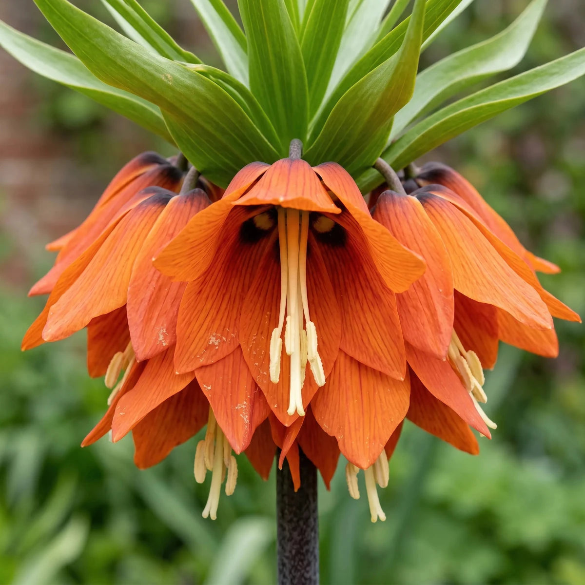 Fritillaria 'Rubra' (crown imperial 'Rubra) - Harding & Bloom