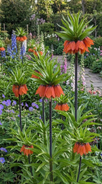 Fritillaria 'Rubra' (crown imperial 'Rubra) - Harding & Bloom