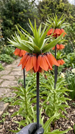 Fritillaria 'Rubra' (crown imperial 'Rubra) - Harding & Bloom